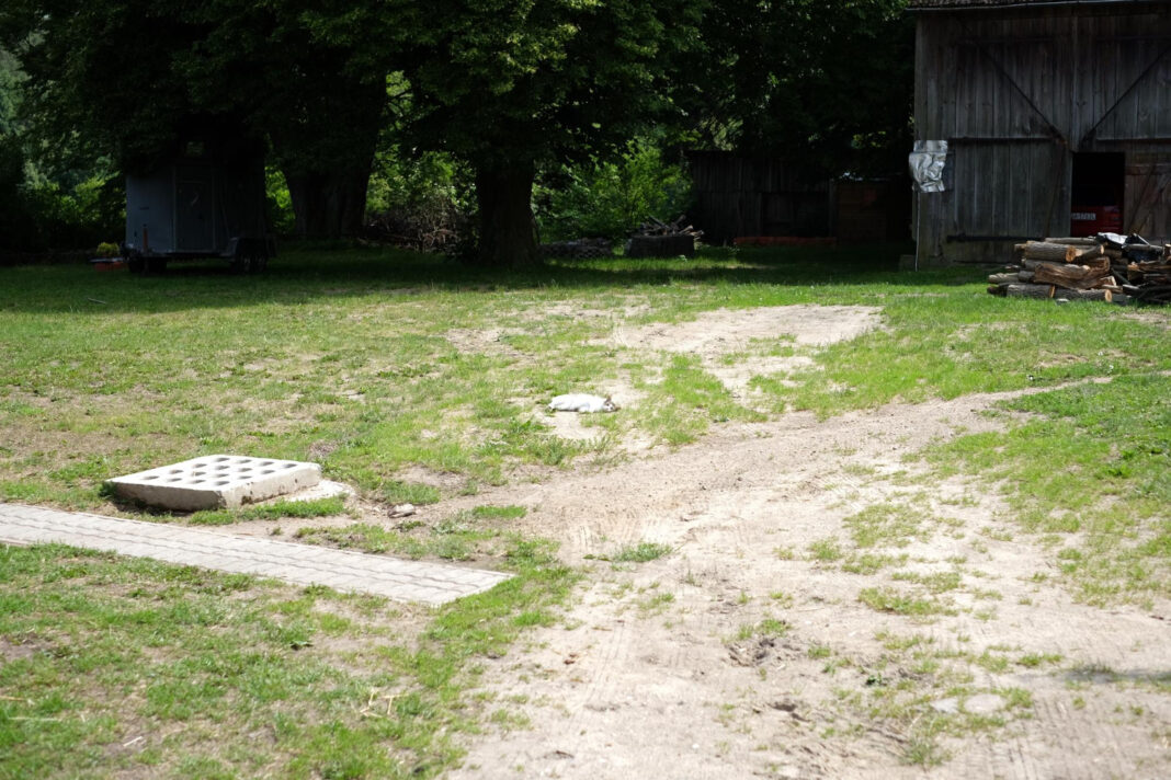 Jaki piasek do trawnika? Wybór idealnego rodzaju i frakcji dla zdrowej murawy