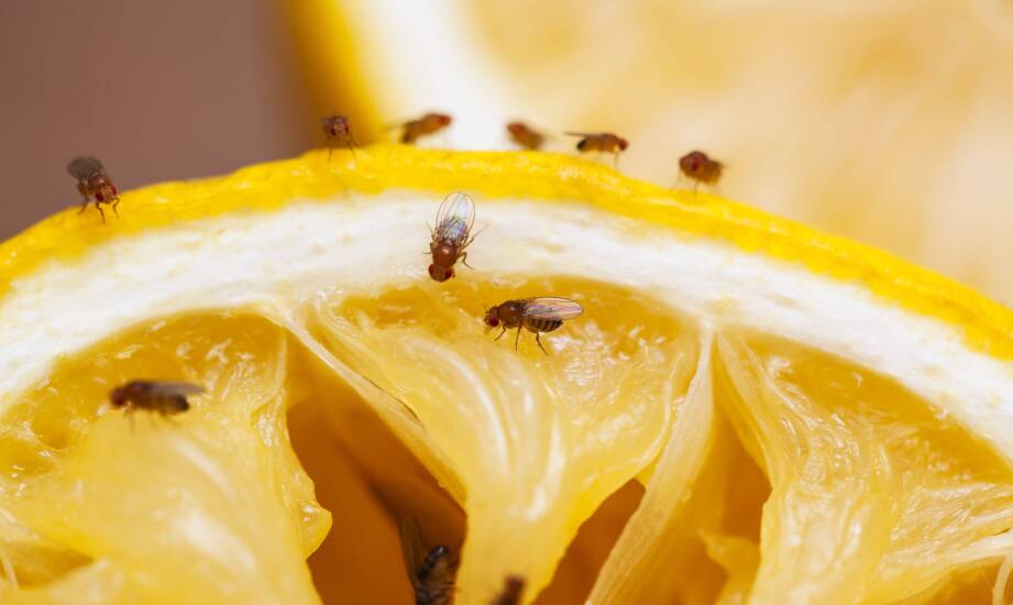 Jakich zapachów nie lubią muszki owocówki? Skuteczne naturalne odstraszacze