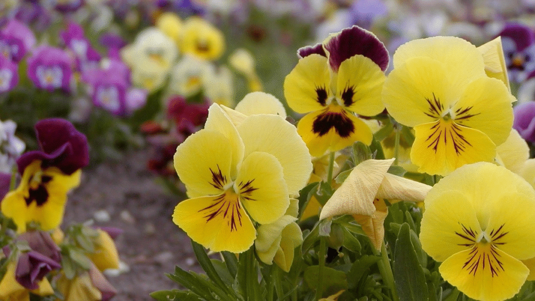Jakie kwiaty w kwietniu? Pełny przewodnik po wiosennej florze i sadzeniu